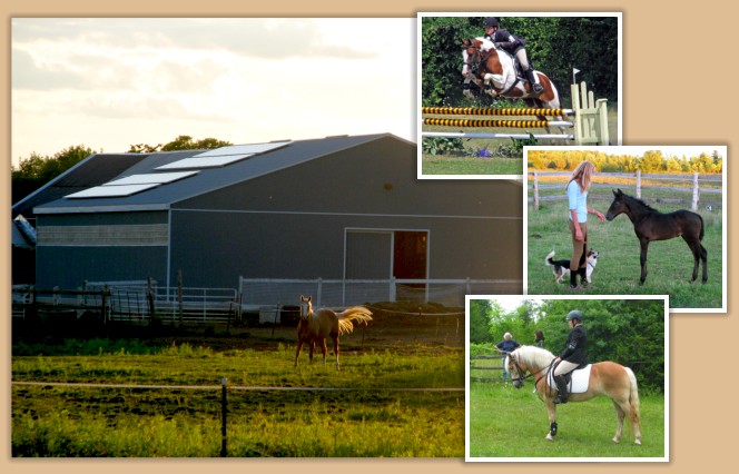Aragon Equestrian Centre near Kingston Ontario Canada Boarding, Lessons, Horse Training, an Andalusian Stallion at Stud and Purebred and Partbred Andalusians for Sale.